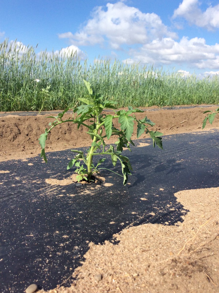 CornPaparazzi's tweet photo. Woah! Now that's not corn....🤔🍅 https://t.co/OwSnLak0pP