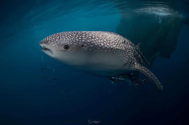 SaksitWongwasin's tweet photo. ...EYE CONTACT... Ty Photography Facebook Page: https://t.co/9DfpTHzfCb #PanuneeYacht #Cenderawasih #Nabire #Wonderfulindonesia #WhaleShark #Bagan #SSMP #SeaStudio #Underwater #ScubaDiving
#Prodiveimaging #XAdventurer #XAdventurerM6000 #UWVide… https://t.co/KFwopU2Hdb
