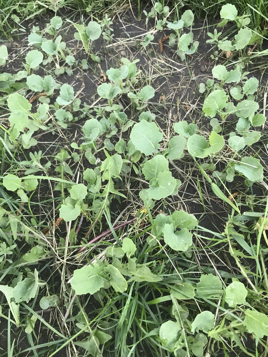 scienceSkori's tweet photo. I can thank @BURNCOLandscape for the 80 bushel Canola crop that tagged along with my screened loam. Based on the amount of cleavers Iβm guessing the farmer was a big Invigor guy #yardproblems #farmerprobs π https://t.co/EqOKHyo2By