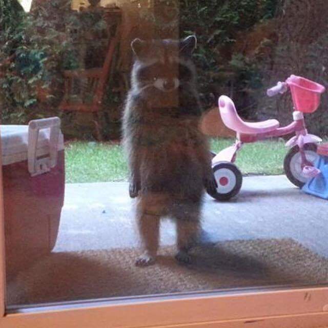 FawcettSpray's tweet image. Sometimes Rocket tries too hard to be a person. #CreepyRaccoon #MyRocket #BeanPaste