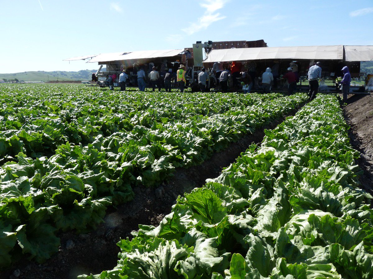 Hey Everyone. It's perfectly okay and very healthy to eat romaine lettuce again. Make a few big salads this week and enjoy it! <a href="/SafeProduce/">SafeFruitsAndVeggies</a> <a href="/LGMAnews/">California LGMA</a>