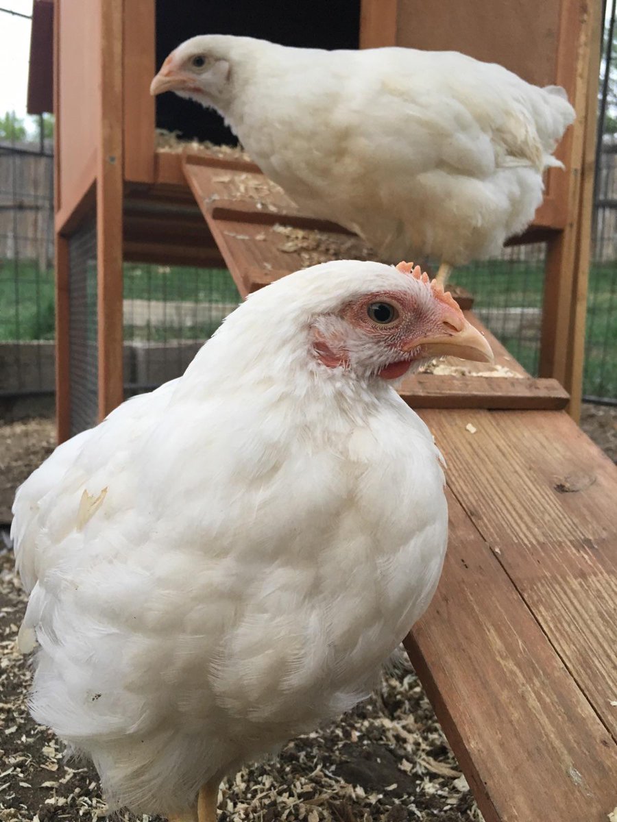 AnicaPadilla's tweet photo. Starting to think one of our new pullets is a rooster and not a hen... They're both 6 months old but check the difference in the combs and wattles...
cc: @VonMiller (help a girl out?)
#backyardbarnyard https://t.co/L24PUCT35K