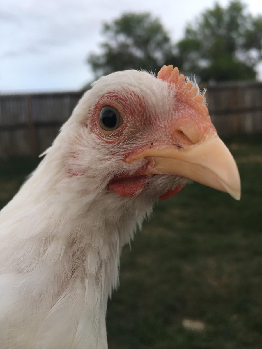 AnicaPadilla's tweet photo. Starting to think one of our new pullets is a rooster and not a hen... They're both 6 months old but check the difference in the combs and wattles...
cc: @VonMiller (help a girl out?)
#backyardbarnyard https://t.co/L24PUCT35K