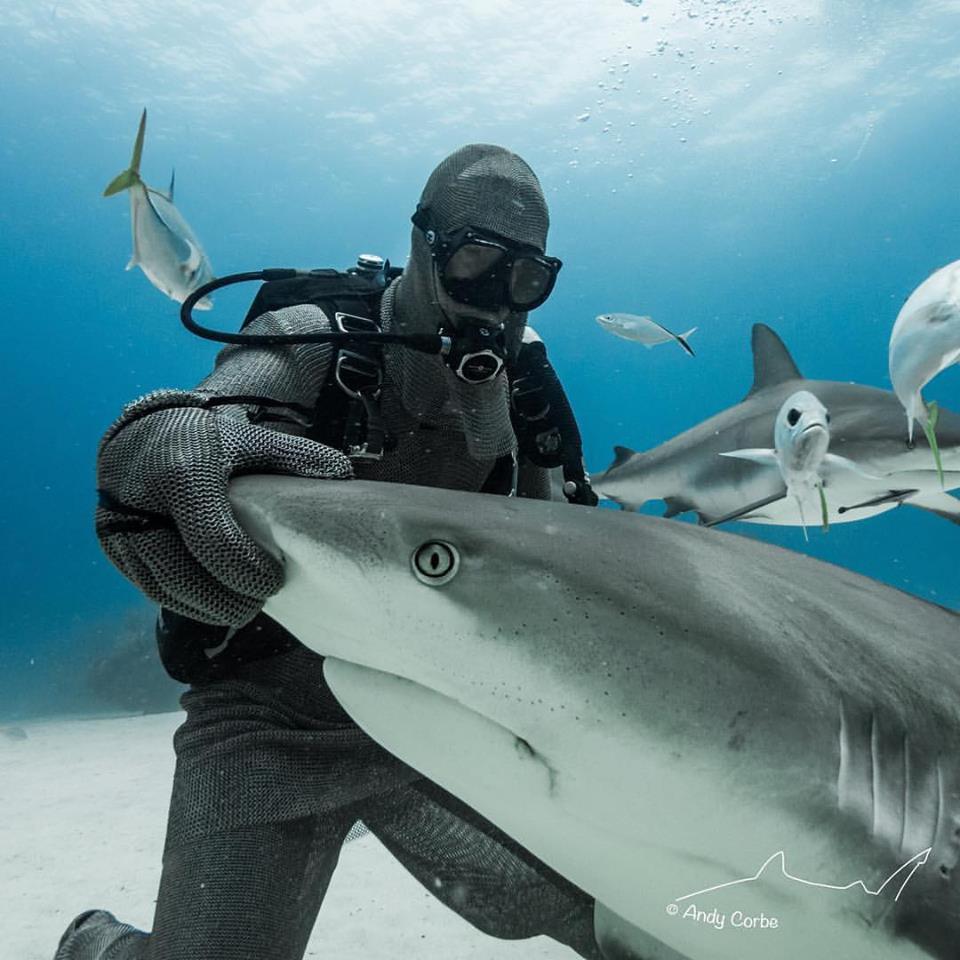 English: 
We would like to do a big SHOUT OUT to ANDY CORBE for his assistance in the recent Esperance-White Shark Expedition- flying all the way from the Caribbean to Western Australia.  Thankyou Andy for filming and Assisting in the RESEARCH trip.