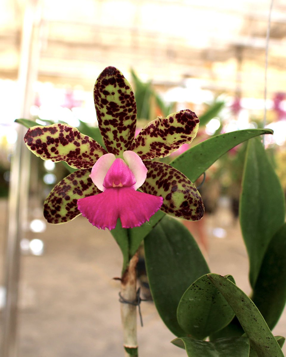 ThaiOrchidsExp's tweet photo. Such a beautiful orchid is definitely a good omen for today! Have a nice day everyone! 😊
More : https://t.co/4ldU0ejnEj
#Orchidslovers #Flowerslovers #ThaiOrchidsExport #CutOrchids #Orchids #ImportThaiOrchids #ImportThailandOrchids #Freshcutorchids https://t.co/vOyiEcktWj