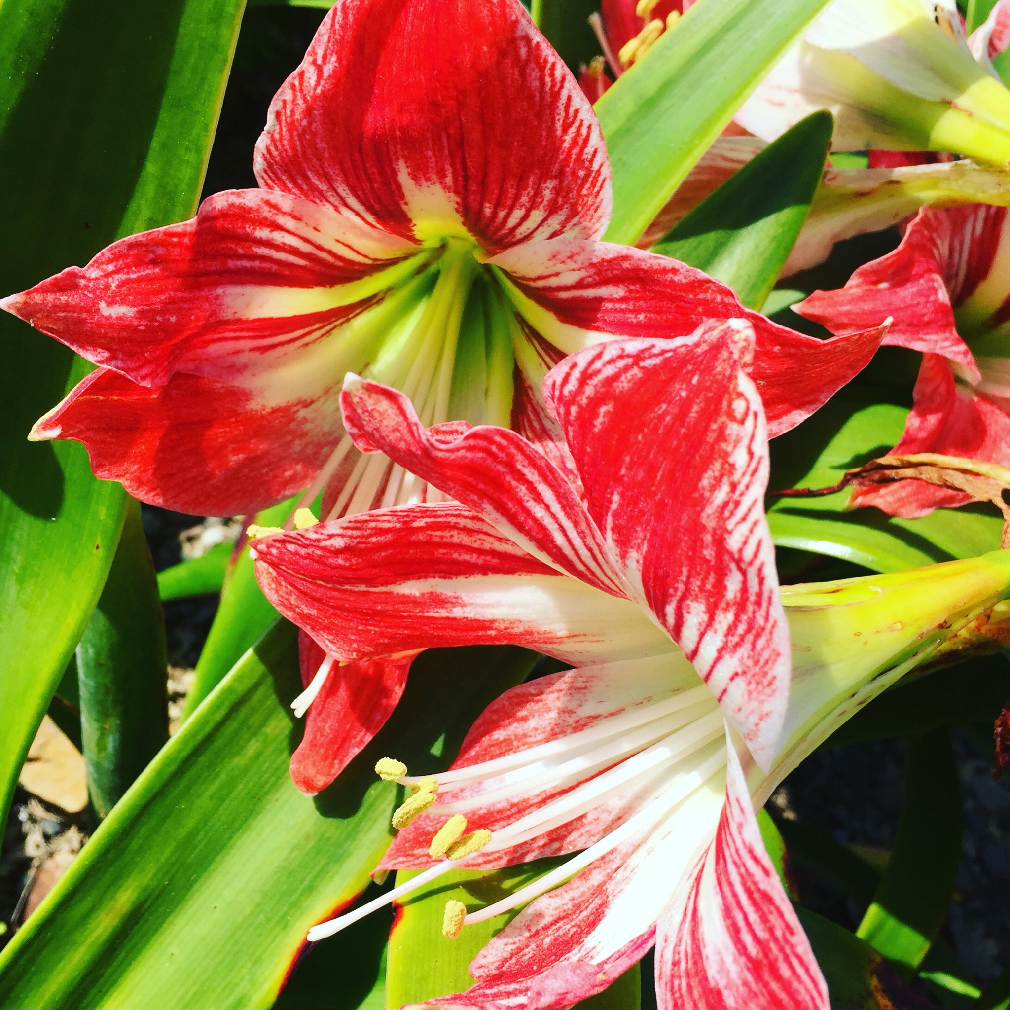 百合に似た花 Twitter Search Twitter