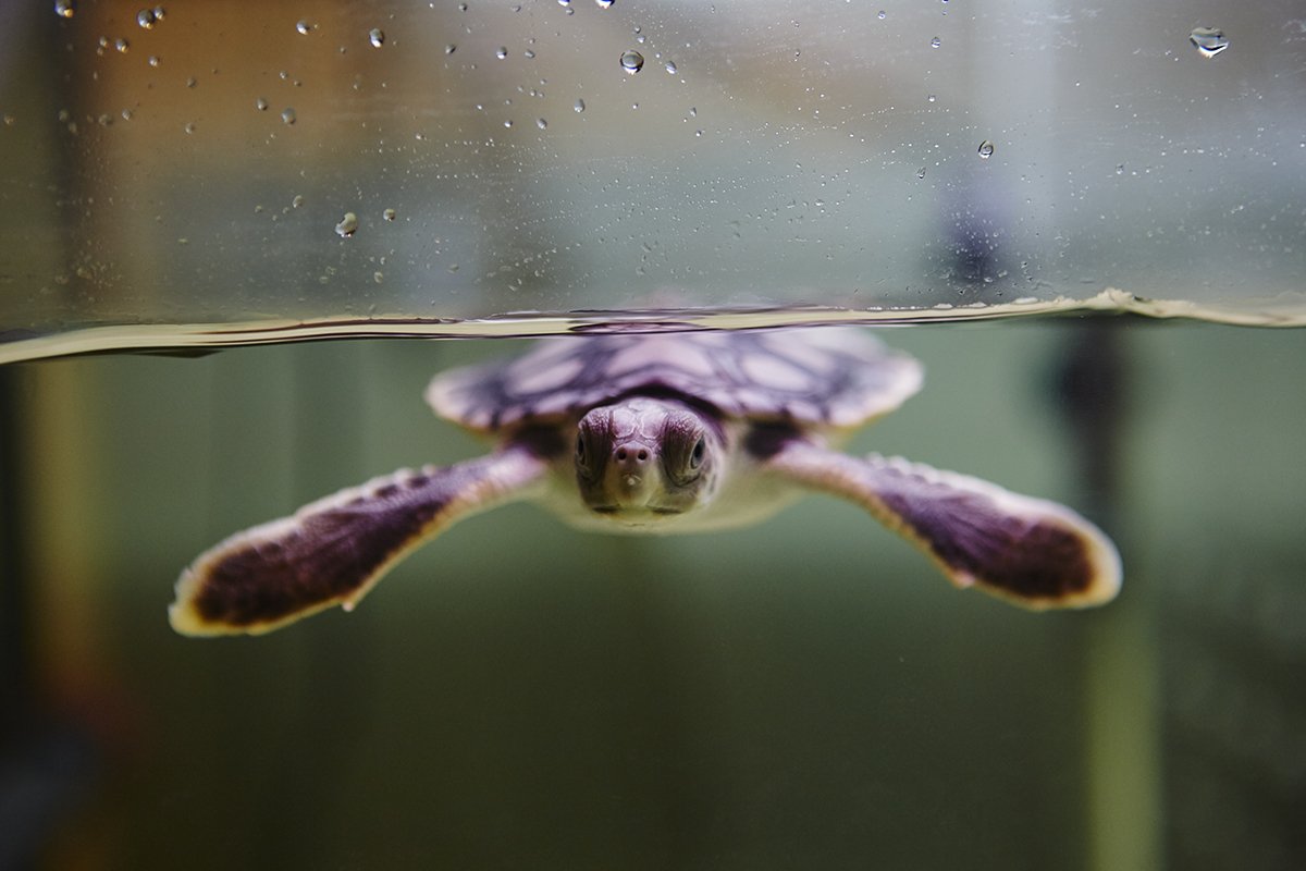 WSFBrisbane's tweet image. You know we love #Flatbacks and we cannot lie! But we also love #Loggerheads and #Longnecks and let’s not forget this fella, the #MaryRiverTurtle! Happy #WorldTurtleDay - Let’s #Shellebrate these cuties! Head over to @qldmusem to see how you can contribute to their survival 🐢