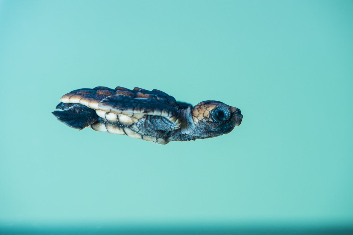 WSFBrisbane's tweet image. You know we love #Flatbacks and we cannot lie! But we also love #Loggerheads and #Longnecks and let’s not forget this fella, the #MaryRiverTurtle! Happy #WorldTurtleDay - Let’s #Shellebrate these cuties! Head over to @qldmusem to see how you can contribute to their survival 🐢