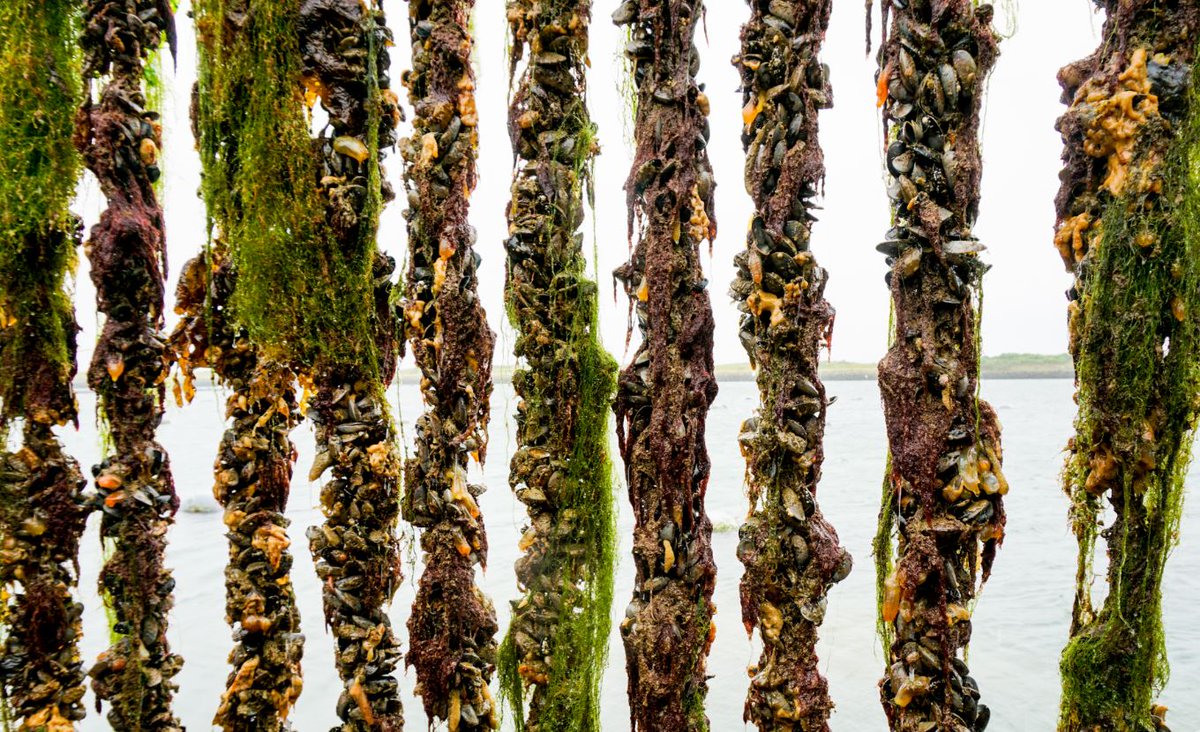 Nu weer verkrijgbaar bij Versvishandel Jan van As, hangcultuur mosselen! Het seizoen van deze mosselen loopt door tot augustus/september. Meer weten of bestellen? Bel naar 020-5829990 voor meer info.