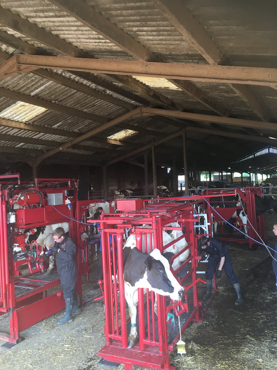 VetSteve's tweet photo. Putting what we’ve learned into practice on day 3 of our functional foot trimming course @Davidrowe_1 @EmaGlaze1 @TimtrimTrim @SAVE_COWS_ @NantwichFarmVet @The_CHCSB https://t.co/R3cLc4Ud1v