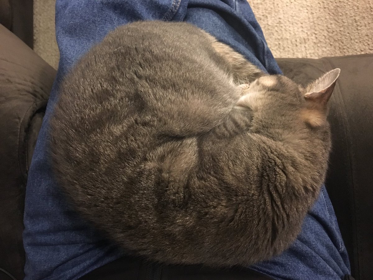 _firstworldcat's tweet photo. Daddy‘s lap. Still the best place to nap. #catnap #closedposition https://t.co/f1jNZ0goxi