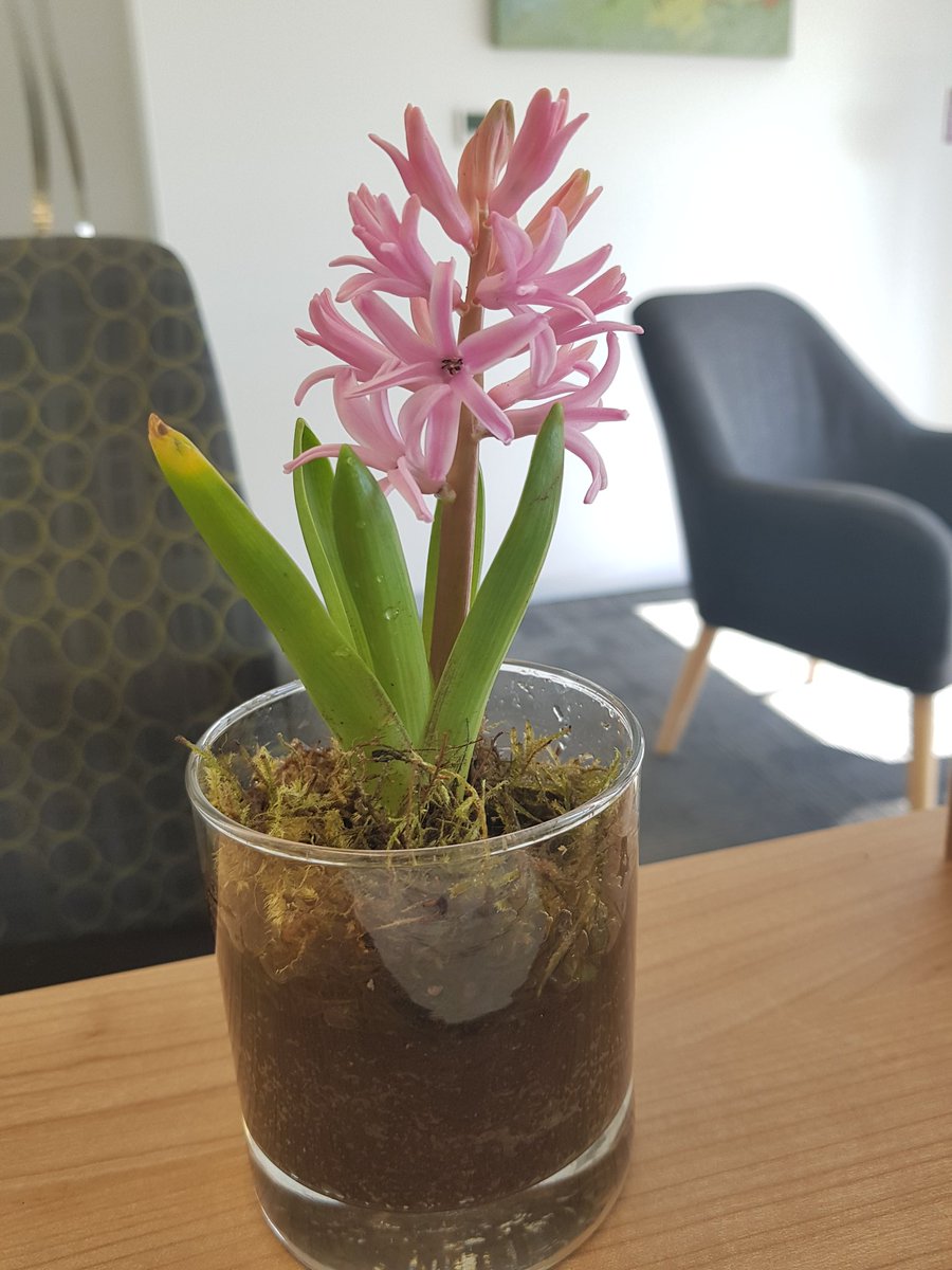 Van_Raath's tweet photo. Check out my awesome flower from last week's @APSOZA conference #apso2018 @WeszMadz Great gift from @danielabascelli and @JobPortal_PNet @Jacford01 https://t.co/6S309gbAk8