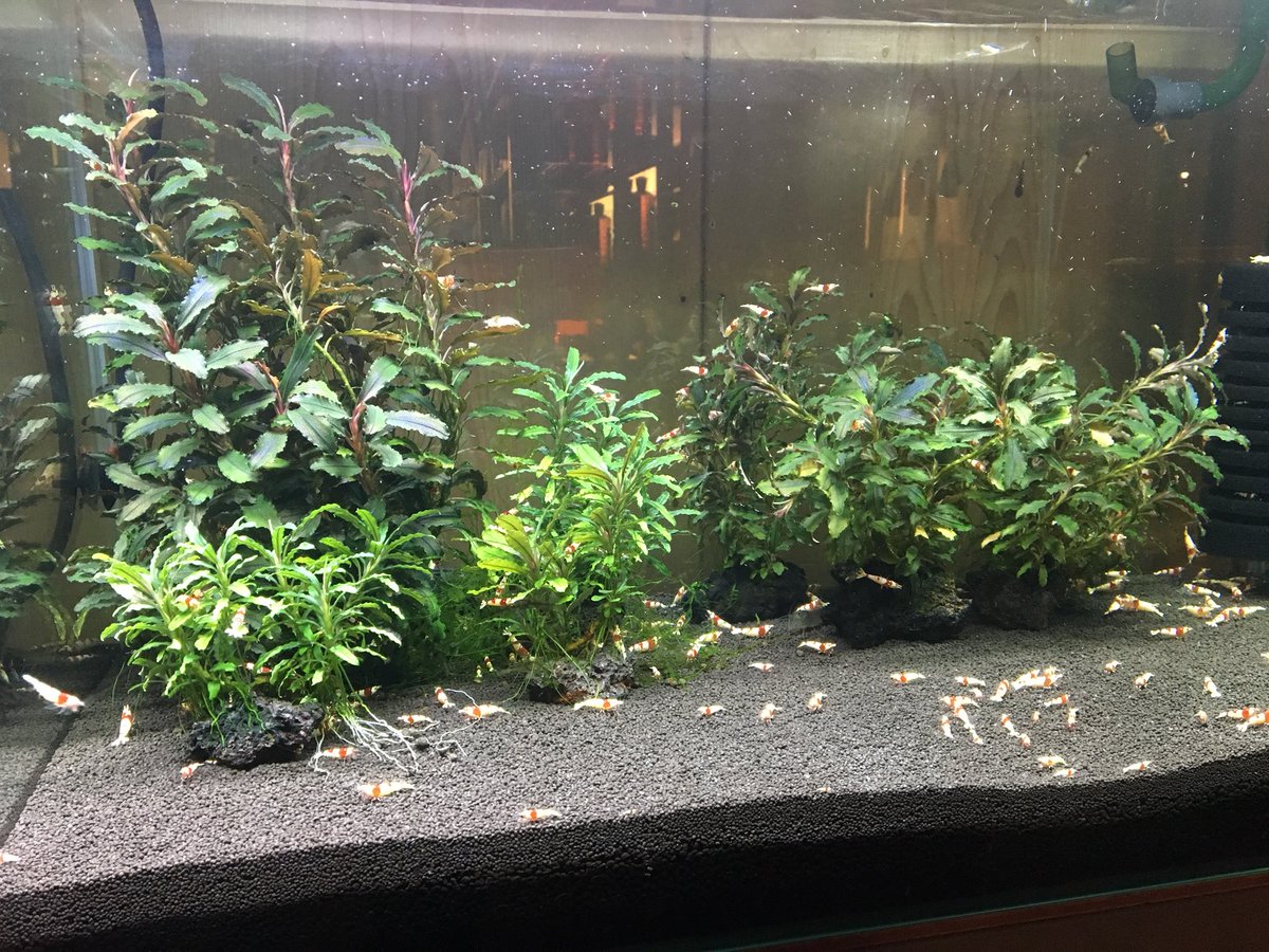 ebigen65's tweet image. いつ以来のリセットか・・・
しまった、バックスクリーン貼るの忘れてた(TT)