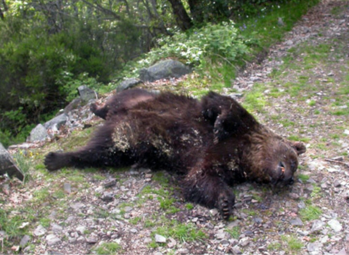_WildNorth_'s tweet photo. El proyecto Caza y Oso de la @fundacionoso ha permitido triplicar la población del oso pardo desde 1992, mediante la busca de mejores fórmulas para compatibilizar la caza en batida y la conservación del oso pardo. CONCIENCIACIÓN DE DAÑOS. 
@ODSprof #WildNorth https://t.co/Por6GjFm4p
