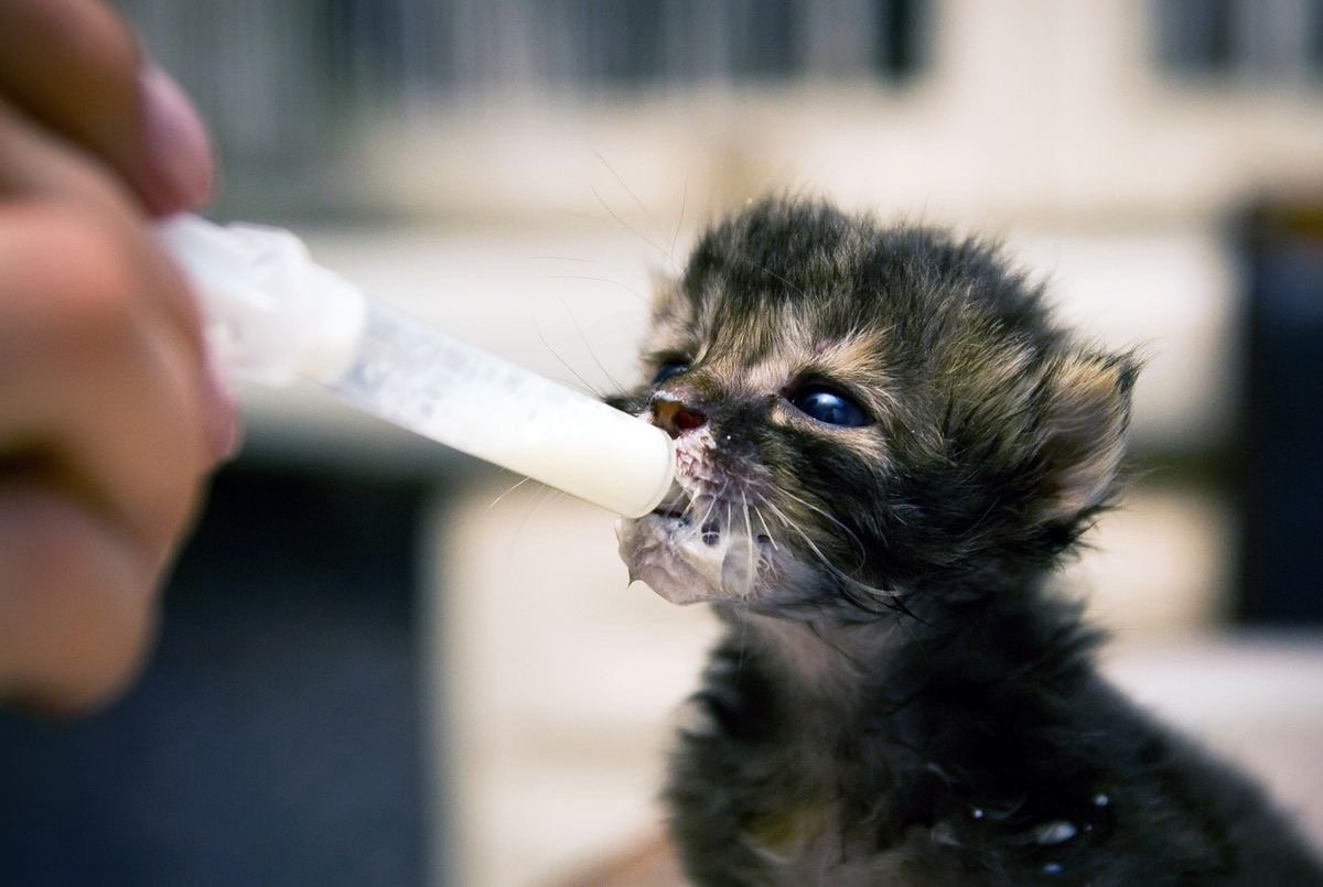 Kindness is the language which the deaf can hear and the blind can see.

Mark Twain