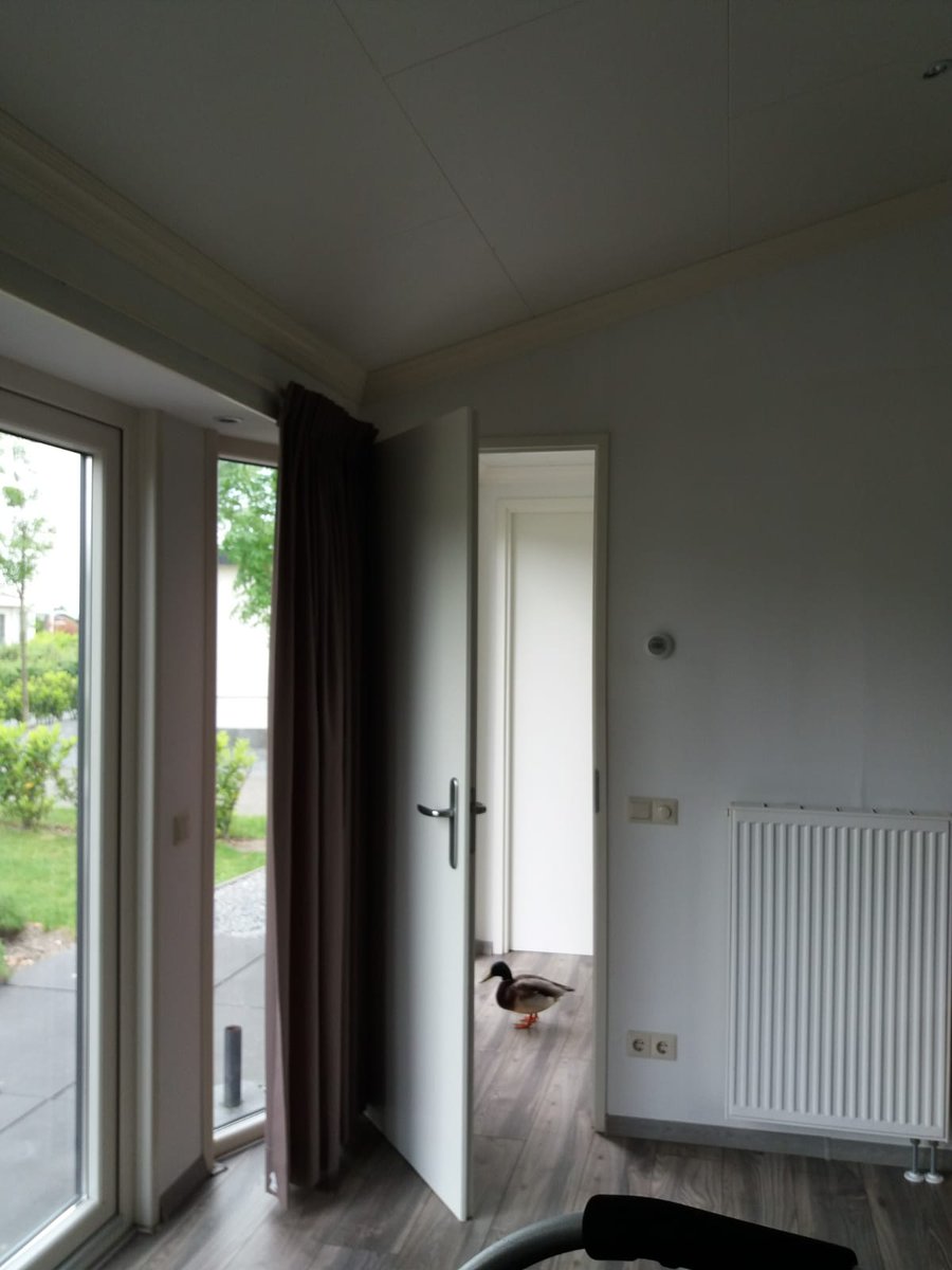 EasyjobCleaning's tweet photo. Tijdens onze werkzaamheden werden we verast door een eend. Die wilde graag helpen schoonmaken! https://t.co/rmG46mUoim
