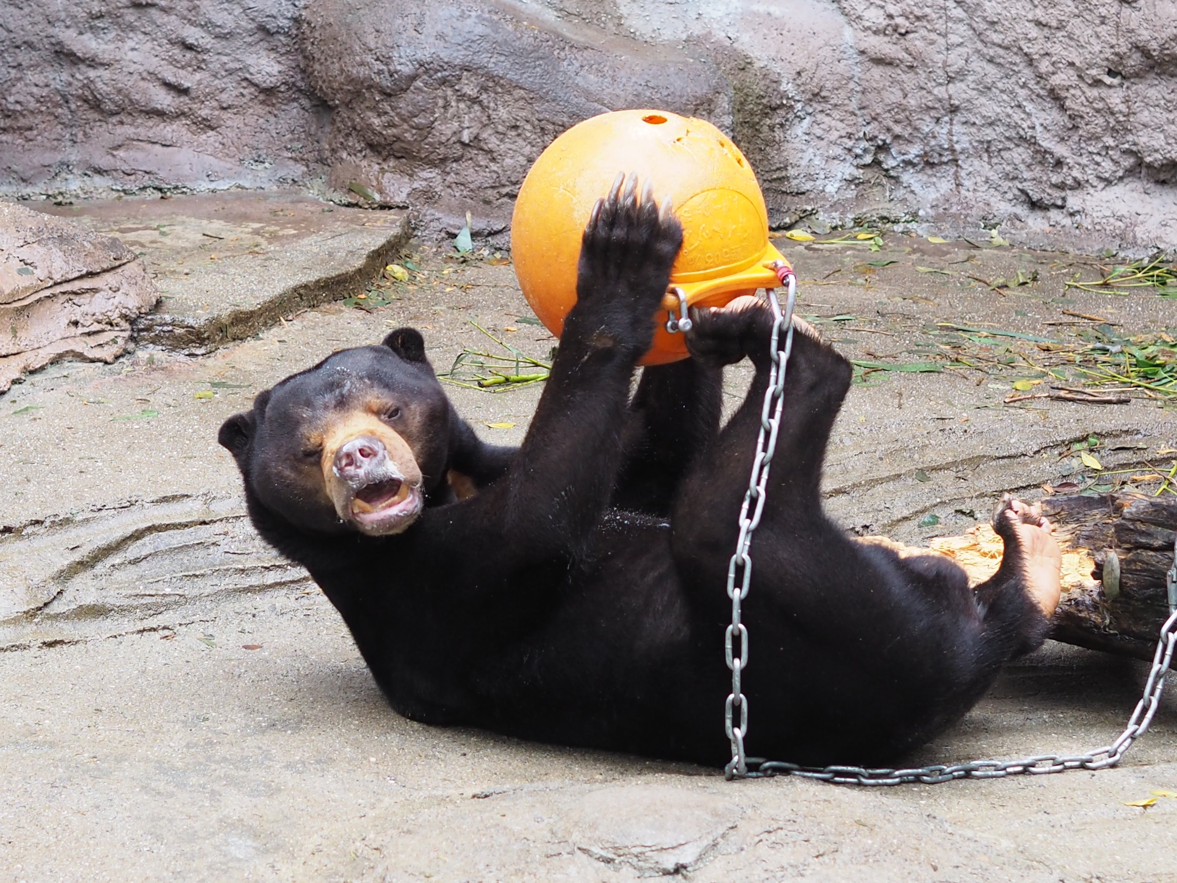 Chachamama1029 ブサ可愛さ0 のマーズ 君は最高だよ マレーグマ マーズ 天王寺動物園 ふさ かわいい ブサ可愛い Sunbear くま クマ 太陽のマーク 愛すべきキャラ T Co Nybhexl9bx Twitter