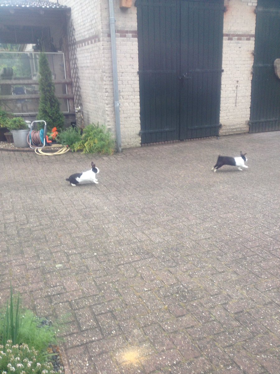 Twee konijntjes vanochtend op bezoek. Wie komt ze ophalen? Nieuwe Steeg, #Leersum.