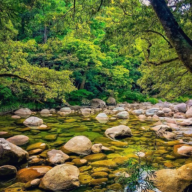 ShortStayDirect's tweet image. The Daintree  is a place of natural beauty. I recommend at least spending 5 days if possible 1 week minimum here. It's pure bliss. There's  so much to see. RT @Australia: Did you know that the #Daintree is the largest single block of tropical rainforest … ift.tt/2kfMIQx