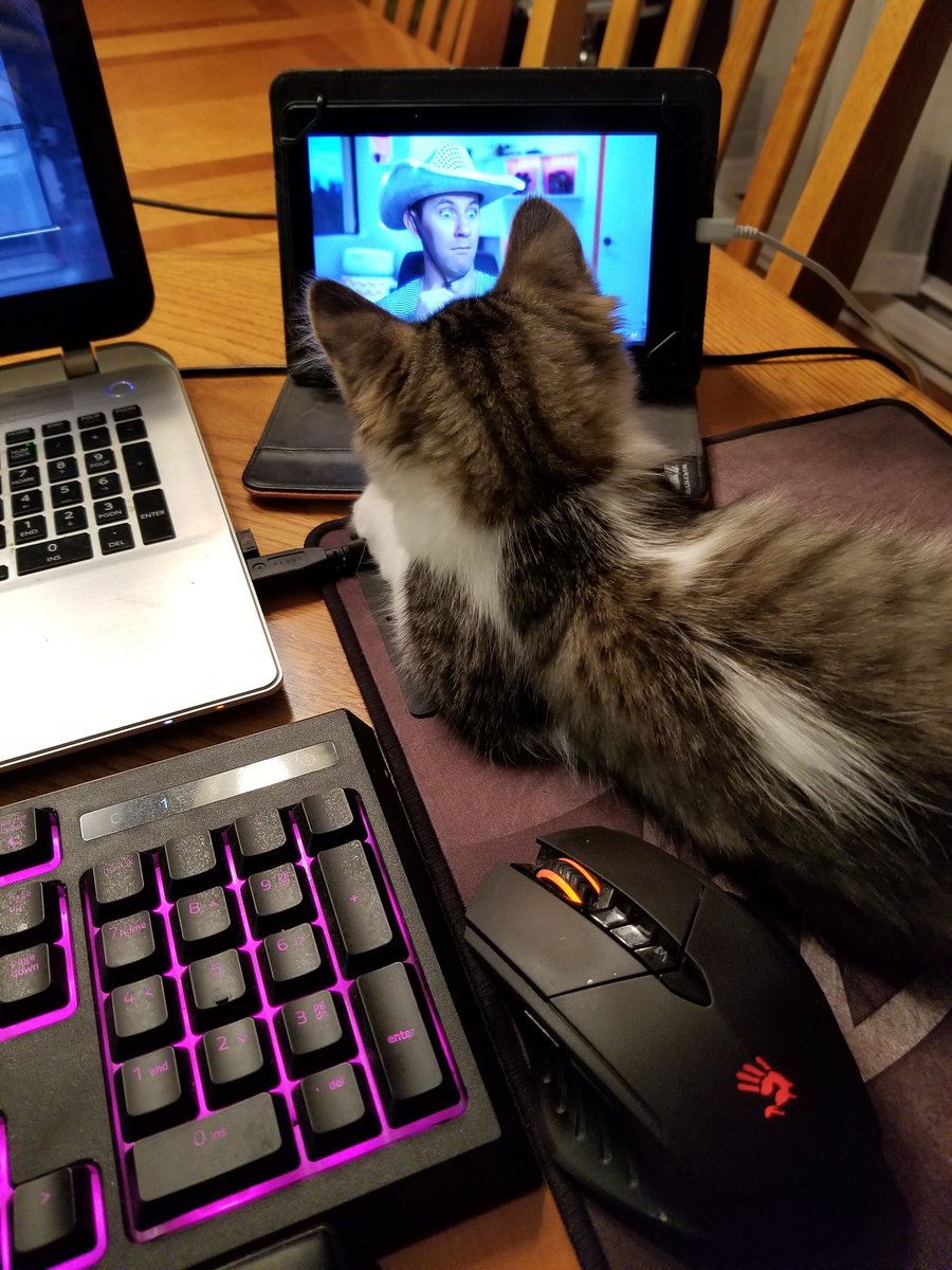 HorrorBunny11's tweet photo. My cat really enjoys @Matthiasiam videos https://t.co/rSOOBO8P30
