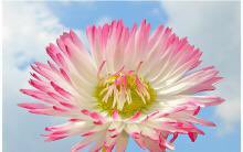 DOWNLOAD PARKS IN TRANSITION: BIODIVERSITY, RURAL DEVELOPMENT AND THE BOTTOM