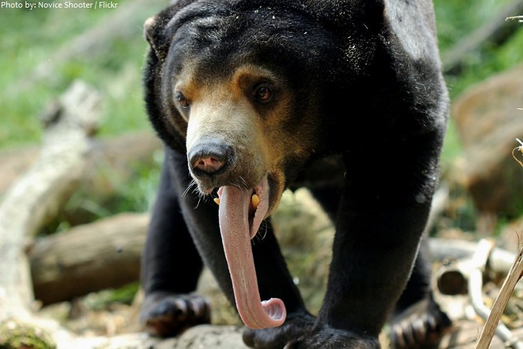 #KasEndangered HELP SUN BEARS!!!! Sun bears is now almost endangered, and we need to do something to help them, go to the link below if you want to save sun bears.share.kas.tw/chechu23/2018/… #EndangeredAnimals #SunBears #SunbearsIsCloseToEndangeredTheyAreReallyNeedToBeProtectPLEASE