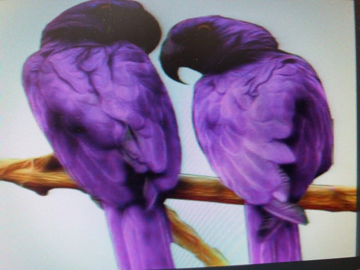 david lean on twitter the lovely purple macaw parrot caught