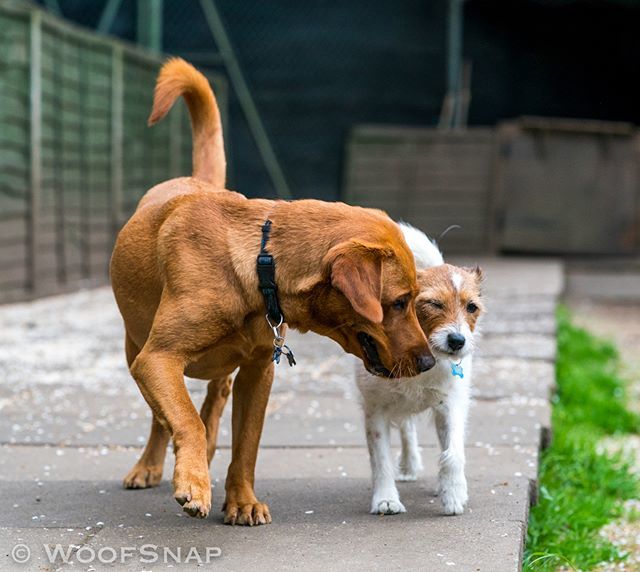 WoofGroup's tweet image. Kiss?