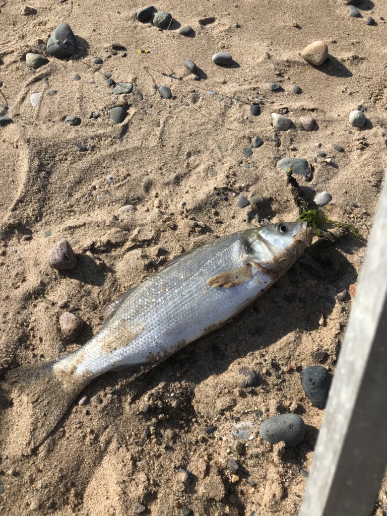 My 1st Bass!! #buzzing <a href="/fleetwoodbeach/">FBKafes and FBK Kiosks</a> thanks <a href="/BrooksCycles/">Brooks Cycles</a> for the tips!!