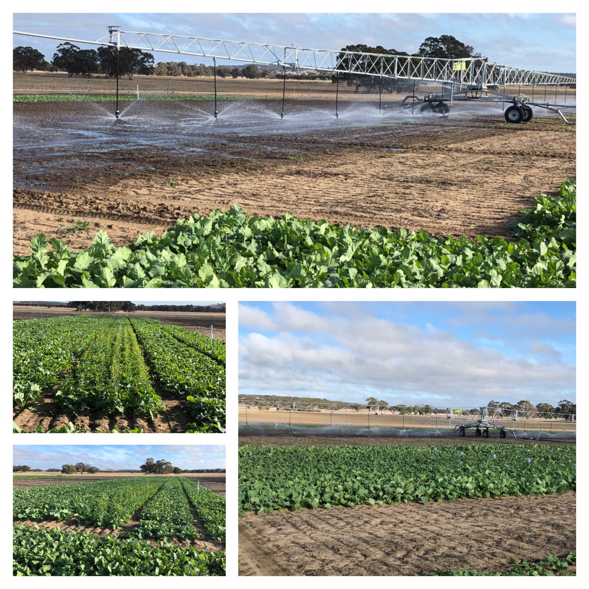 Living_Farm's tweet photo. Unlike the past couple of years we've had to irrigate many of our time of sowing trials to ensure good establishment. 
Great result here for @DPIRDbroadacre , canola varieties sown and emerged fortnightly from the 15th March. https://t.co/xO6EDb9bKp