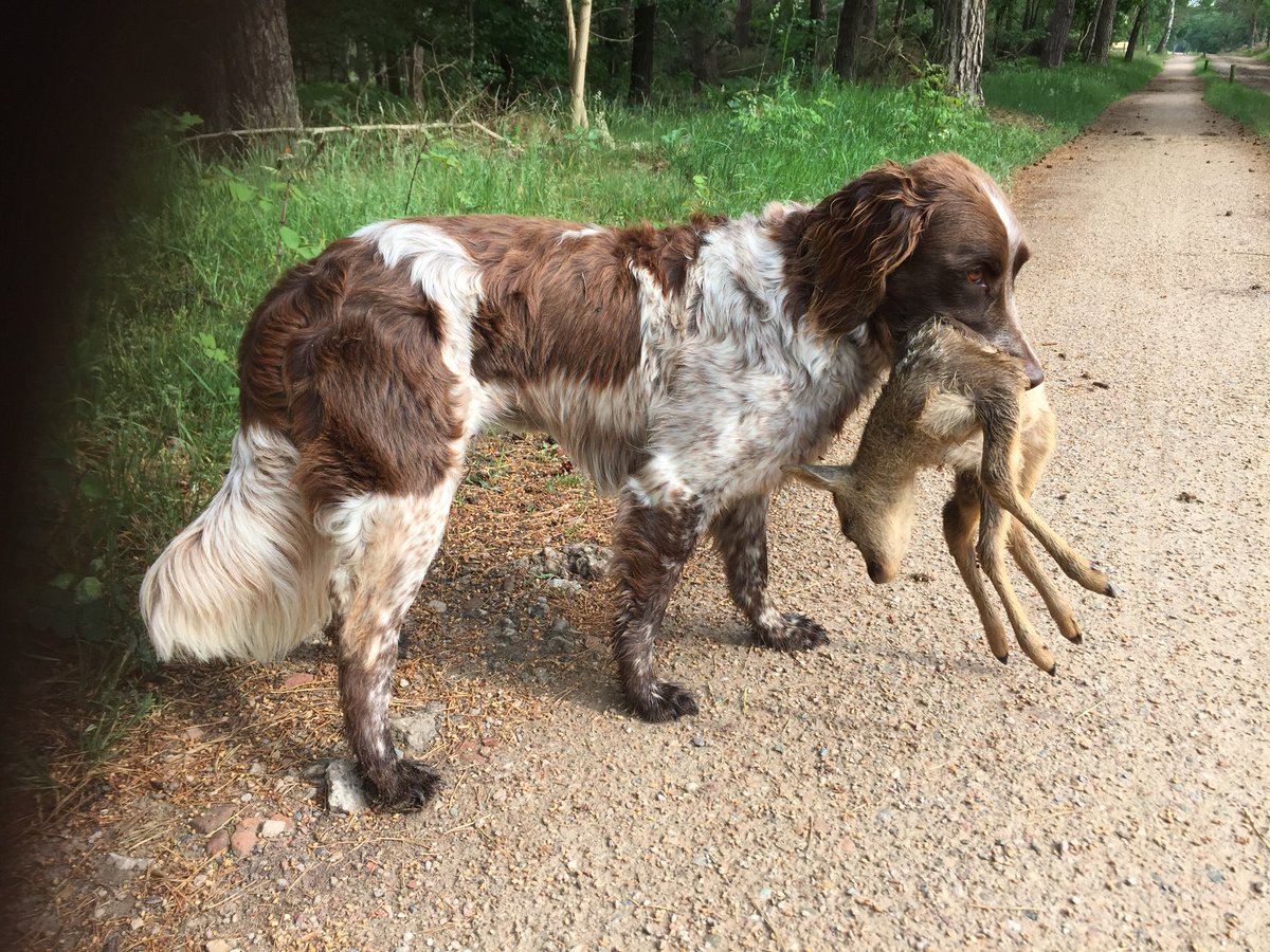 Sprengenberg horror!!! Oh ja, het bazinnetje vond het heel erg (dat ben ik dus niet) DOE DIE HONDEN AAN DE LIJN!! Het bos is nu een grote kraamkamer #broedseizoen #ree #dood #volgdenatuur #500pxrtg <a href="/waarneming/">Waarneming.nl</a> @denatuurin_nl <a href="/VroegeVogels/">Vroege Vogels</a> @natuuronline  @landschapOV