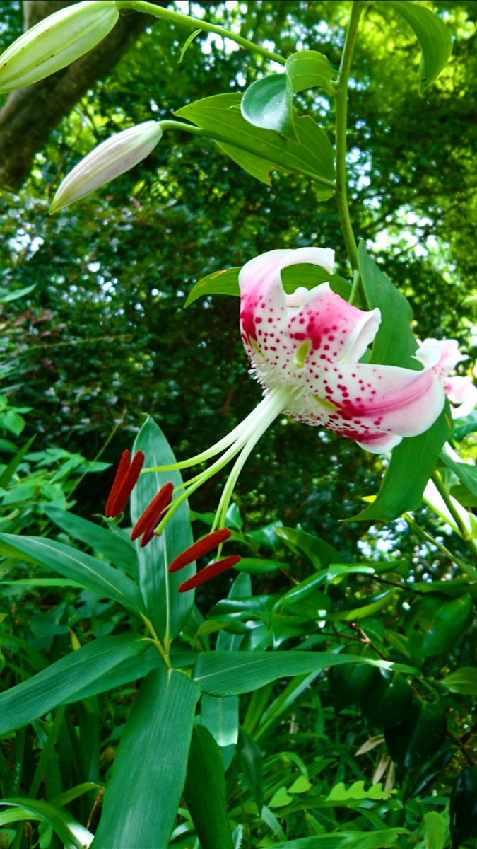 Sadao Kuzume على تويتر 学名 Lilium 英名 Lily 科 属 ユリ科属 別名 オリエンタルリリー 開花 ６月 ８月 百合 花言葉 純粋 無垢 威厳