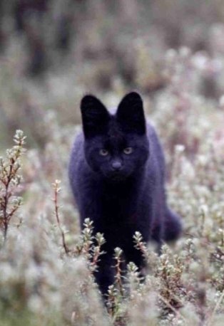 アルビノ＆メラニズムのサーバルキャット】 白と黒のサーバルキャット