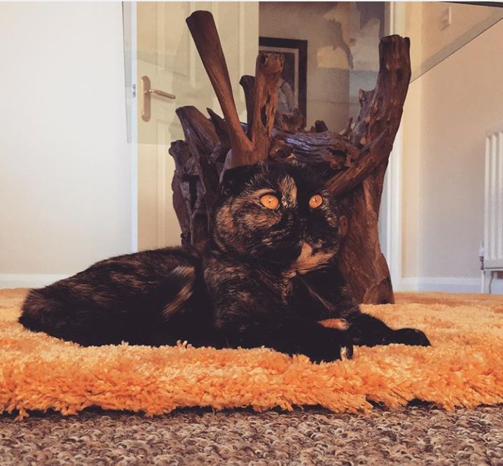 Java_Jessika's tweet image. Squash 🍊 #WhiskerWednesday #catsoftwitter #cat #scottishfold