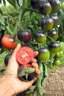 томат индиго роз 20шт биотехника. томат индиго роуз. роза сорт индиго. томат индиго роз. томат индиго роз биотехника.