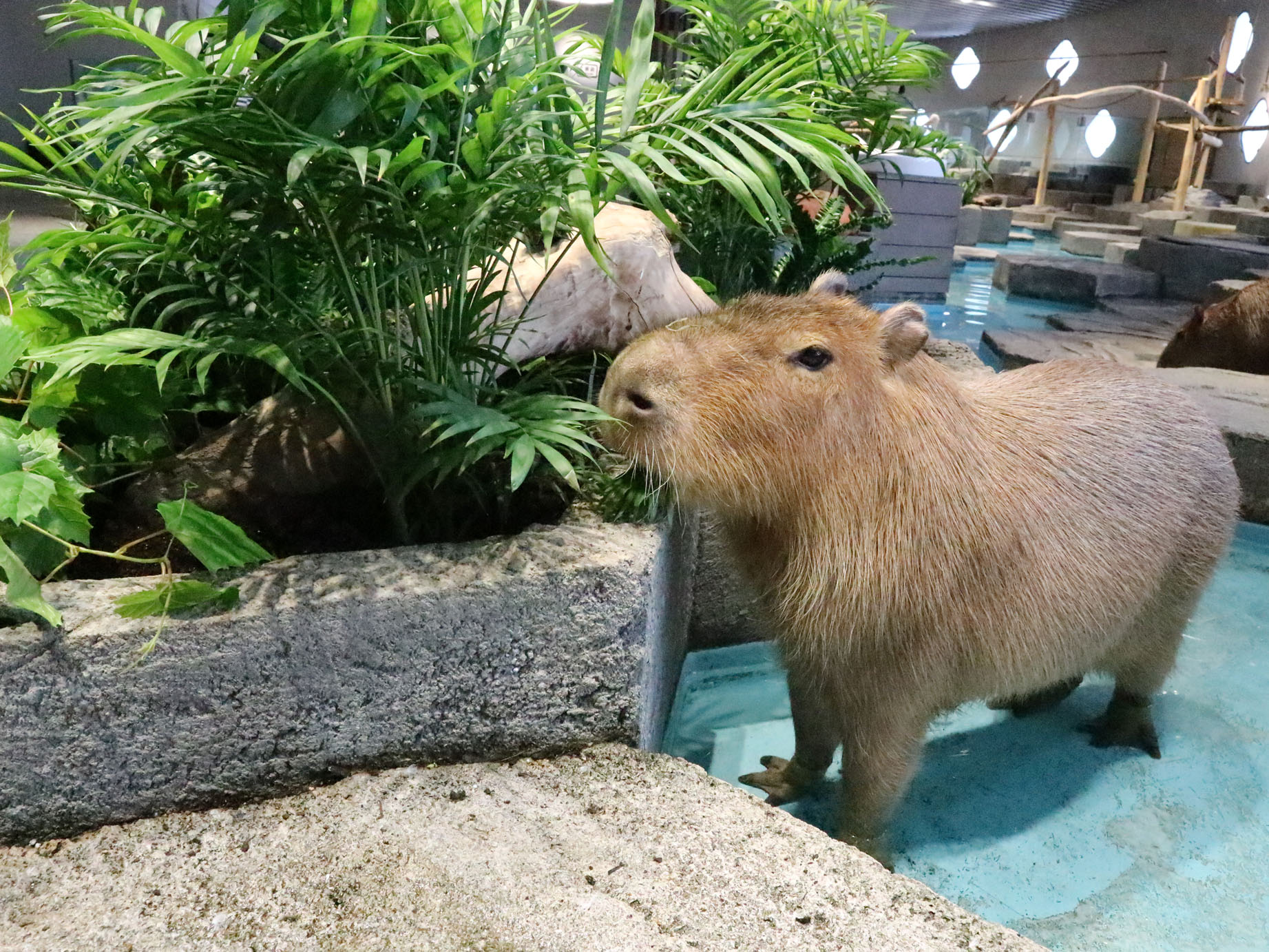 Nifrel ニフレル 公式 むしゃむしゃむしゃむしゃ 食事中もとってもカワイイでしょ ๑ˇeˇ๑ 見に来てね カピバラ 食事中 むしゃむしゃ ニフレル T Co 0o9fyk5c6w Twitter