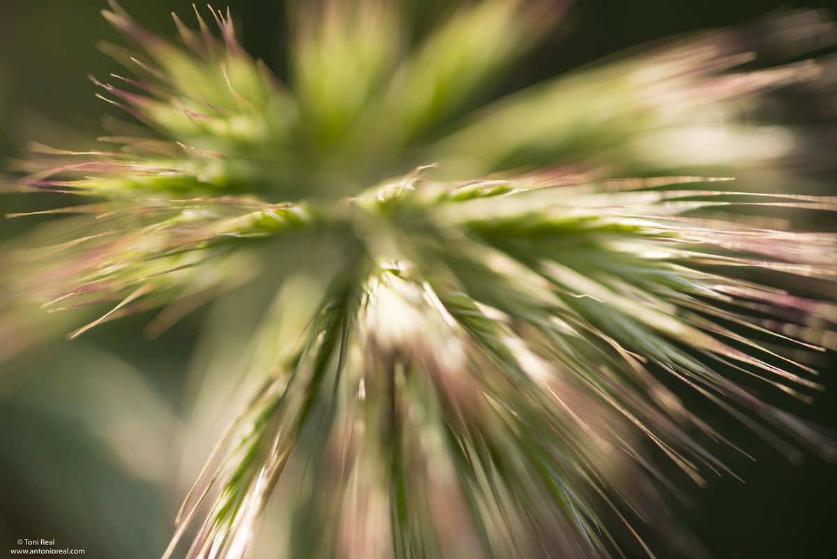 Antoniorealh's tweet photo. Motivos fotográficos sencillos de la primevera, una espiga de una planta común.
Con objetivo macro y buena luz. https://t.co/PtLRZFDsej