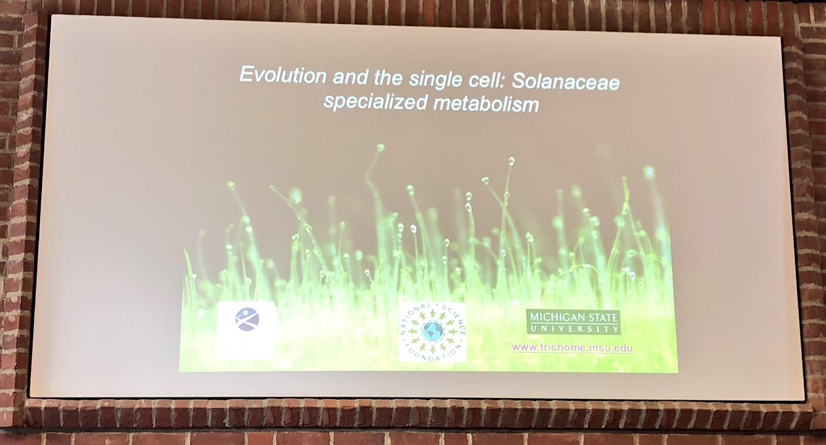 apmweber's tweet image. First talk of #igradplant symposium. @Biokid001 specialized metabolism in tomato glandular trichomes