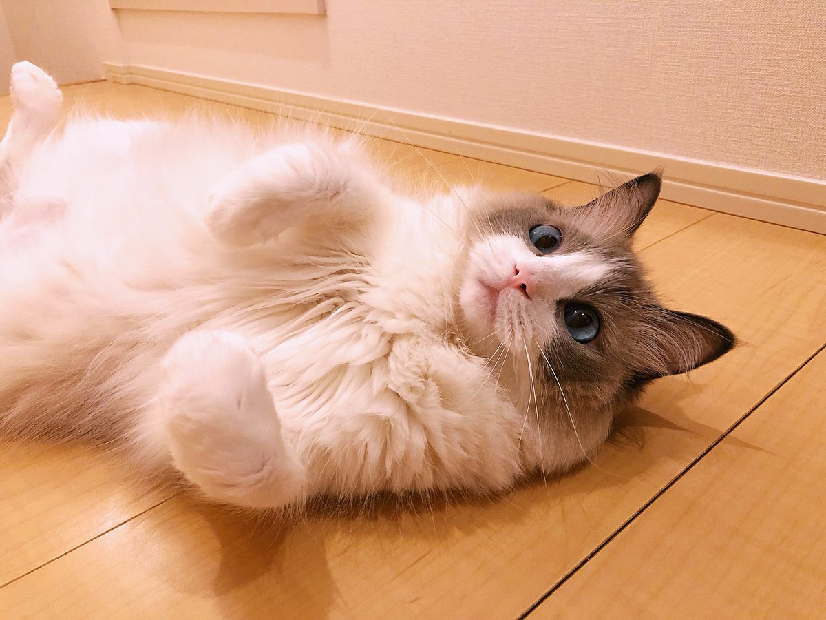 主水 もんど ラグドール בטוויטר ねこ休み展ウォーカー 東海ウォーカー ラグドール へそ天 猫の名前 主水 もんど 飼主 ヴェリ子 県名 三重県 表情豊かなラグドールの女の子 コロコロ変わる表情を切り取り 毎日twitterを更新中 応援よろしくお願いし 主水 もんど ラグドール בטוויטר ねこ休み展ウォーカー 東海ウォーカー ラグドール へそ天 猫の名前 主水 もんど 飼主 ヴェリ子 県名 三重県 表情豊かなラグドールの女の子 コロコロ変わる表情を切り取り 毎日twitterを更新中 応援よろしくお願いし