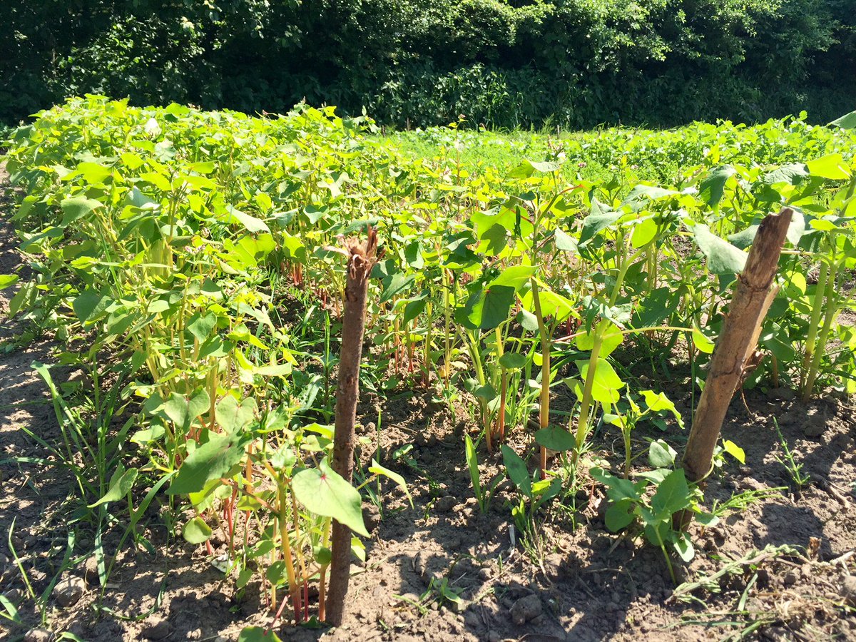 ErveEme's tweet photo. Ben jij die enthousiaste vrijwilliger met groene vingers én interesse in middeleeuwse moes- en kruidentuinen? Word vrijwilliger bij @ErveEme! Heerlijk buiten werken in een groene omgeving op ons middeleeuws erf. Interesse? Kijk hier https://t.co/dC9nzkoBqT https://t.co/Vlj92xiuGZ