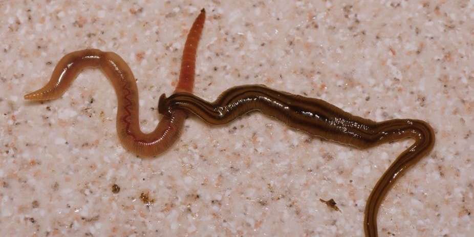 Mais qui sont ces vers géants prédateurs qui envahissent nos jardins ?sudouest.fr/2018/05/22/des…