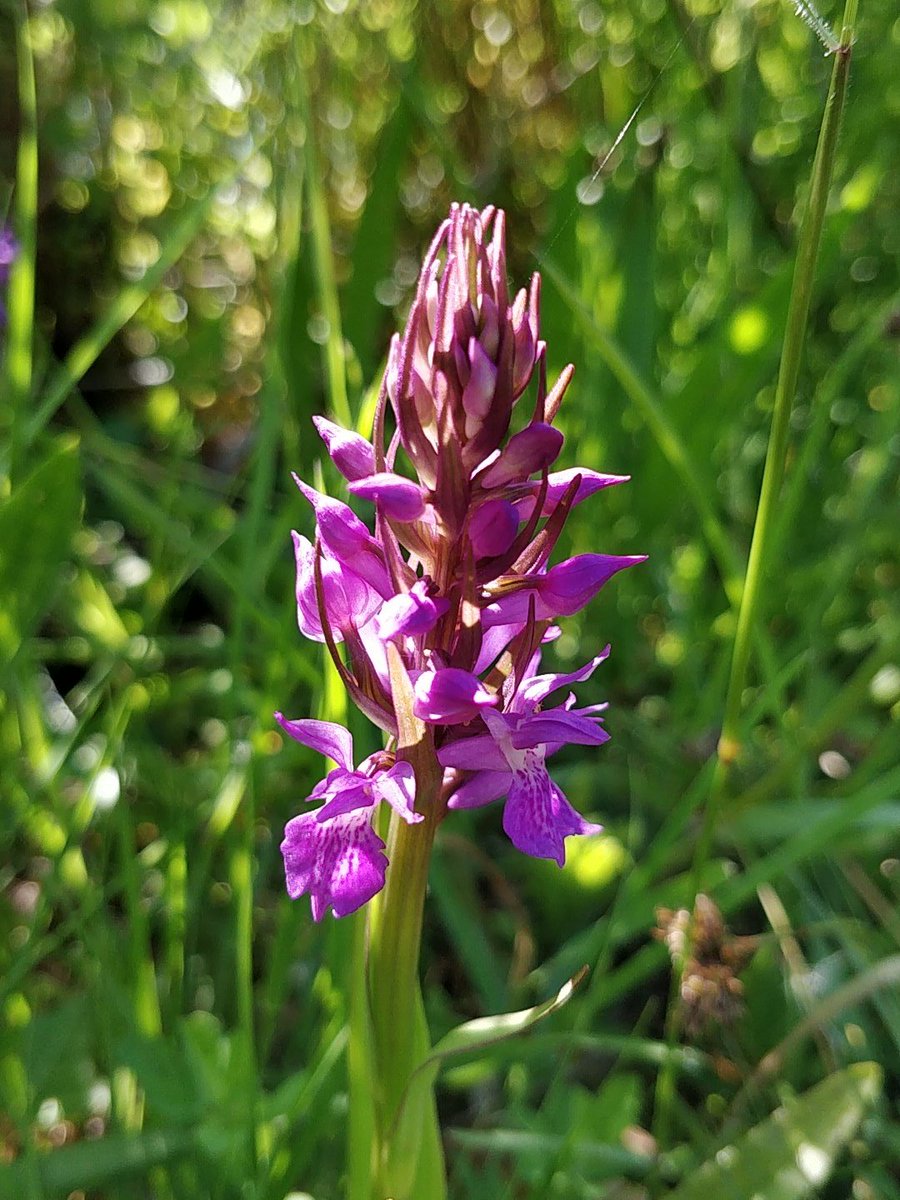 BrianRField1's tweet photo. Which orchid please? In my garden. https://t.co/tZttmzZScP