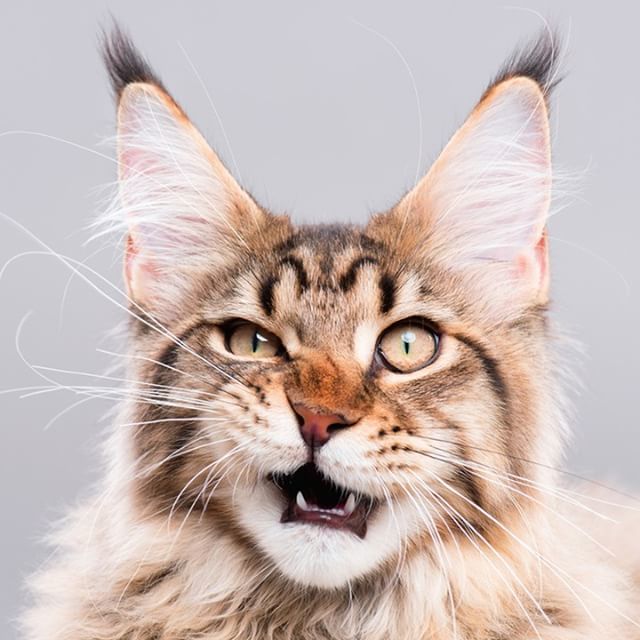 What a beauty! 😻 #whiskerswednesday #wednesday #whiskers #cat #cats #catsofinstagram #catstagram #instacat #lovecats #ilovecats #closeup #cute #instacute #mainecoon #mainecoonlovers #mainecoonstagram #mainecoonoftheday #mainecoonsofinstagram ift.tt/2IK2Mo7