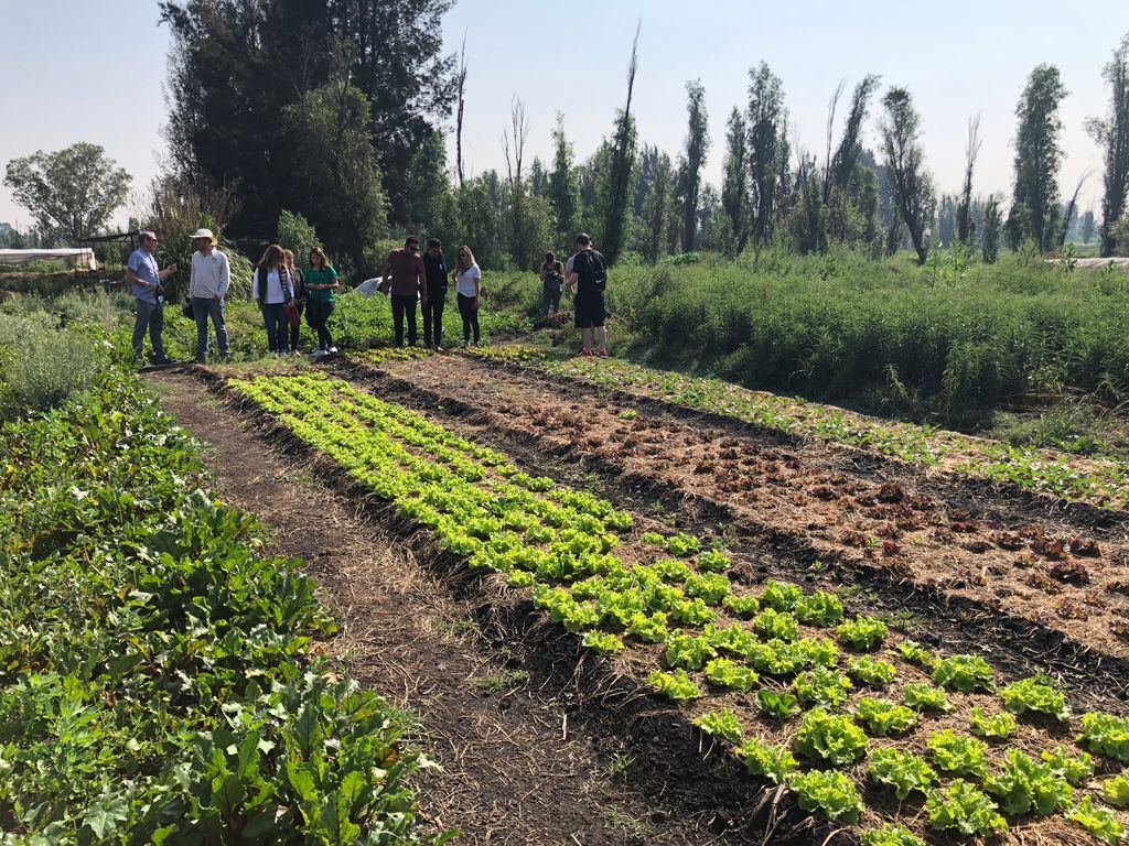 BunzlLockhart's tweet image. Right at the source! The team were in Xochimilco, #Mexico checking out the local ingredients in preparation for the UK-MX cooking showcase tonight with @ProEpta_HC for the @Craft_Guild #NCOTY prize trip with @lucas_selby, @jamesdevine2 &amp;amp; @MulcahyDavid