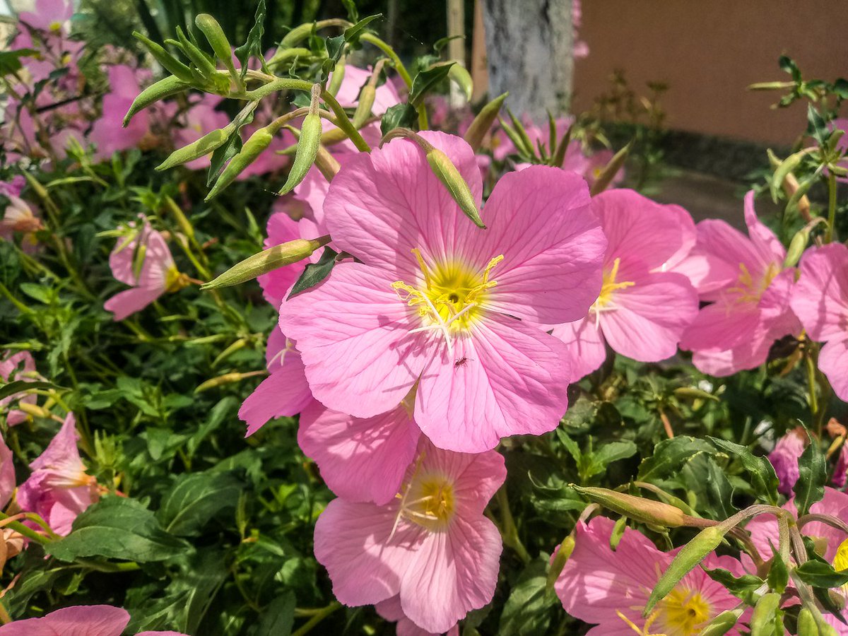 RuAzur's tweet photo. #Геленджик #ЧерноеМоре
Вчера: 22.05.2018 погода радует жителей и гостей курорта солнечными, теплыми, почти летними деньками! Море прогрелось до отметки в +19. А температура воздуха более 27 градусов. 
https://t.co/aG88EpQohv https://t.co/4C1nSStSVY