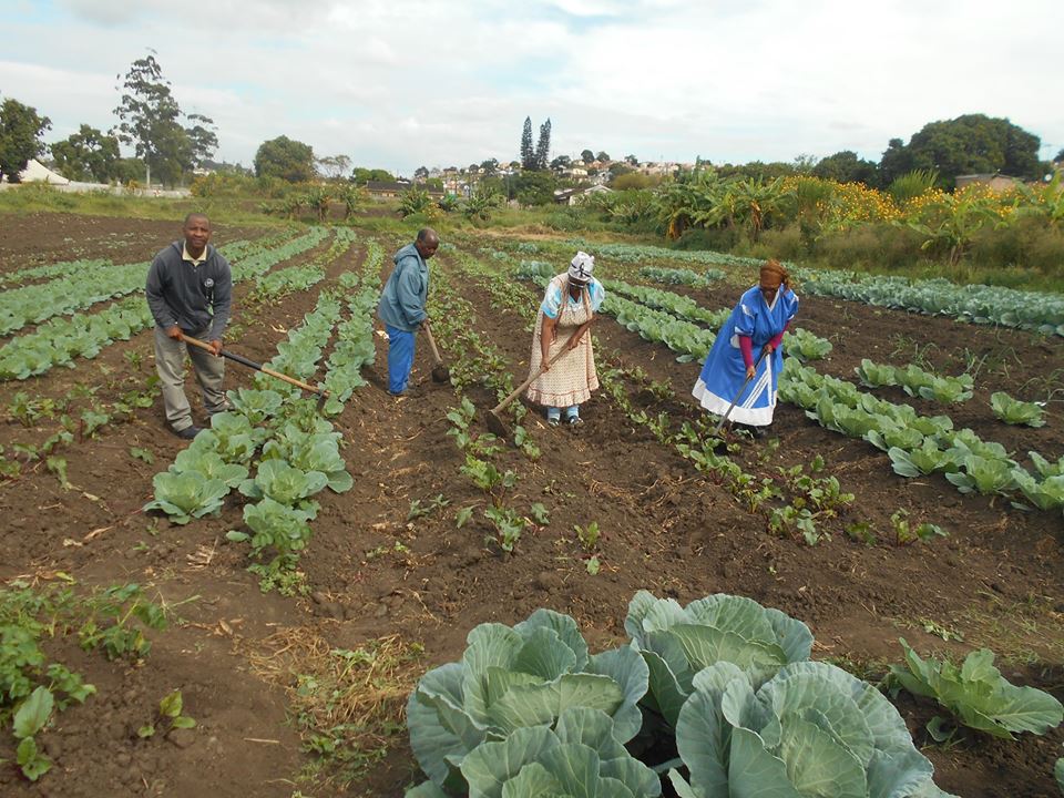 ftfa's tweet photo. Usizolomphakathi Garden in Kwa Mashu, eThekwini have been implementing excellent crop care and are expecting a bumper harvest of exceptional quality cabbages. Harvesting of the beetroot crop has commenced. #WhatDevelopmentLooksLike #NaturalFarming #MarketGardens https://t.co/2IYjUgx3qy