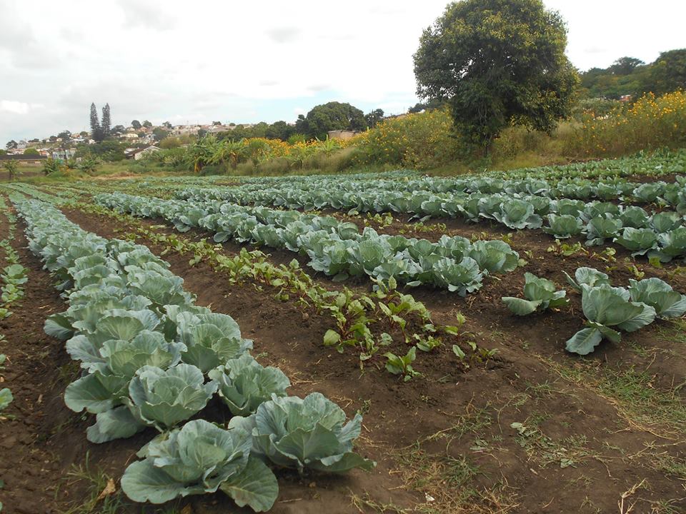 ftfa's tweet photo. Usizolomphakathi Garden in Kwa Mashu, eThekwini have been implementing excellent crop care and are expecting a bumper harvest of exceptional quality cabbages. Harvesting of the beetroot crop has commenced. #WhatDevelopmentLooksLike #NaturalFarming #MarketGardens https://t.co/2IYjUgx3qy