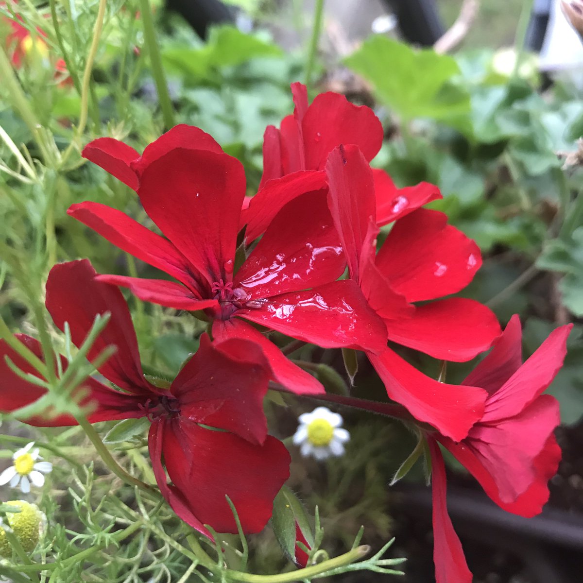 シェーノ 雨を前に ブラックベリーの花が綺麗だったり ゼラニウム カリエンテ ディープレッドが昔見た深さの色味になってきたし オステオスペルマムが今年二期目の花を付けてたり 要素モリモリすぎるコナさんの庭 ベランダ