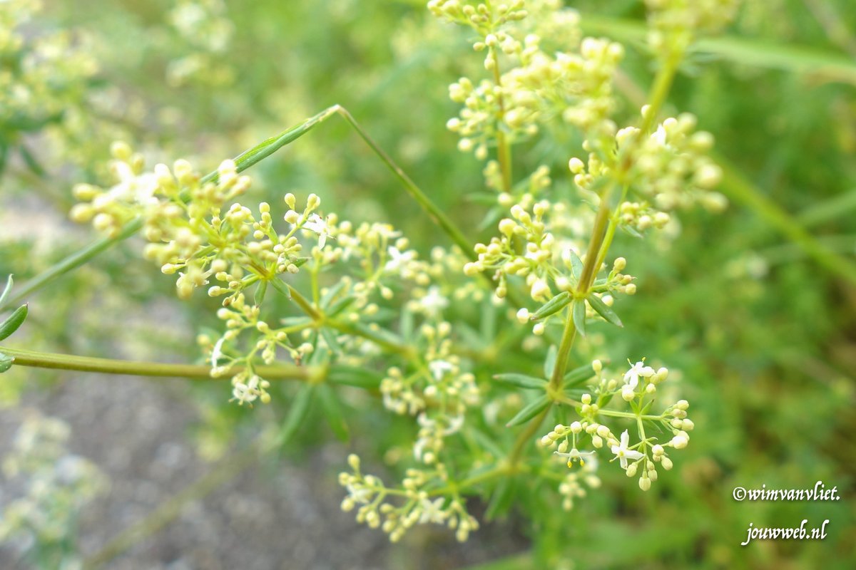 WimvanVliet1's tweet photo. #hetscheur; Walstro, er zijn wel 400 soorten, werd ook wel gebruikt als "wieg bedekking"#walstro #naturephotography #ThePhotoHour #denatuurin #galium https://t.co/PZ7ozEI3DA