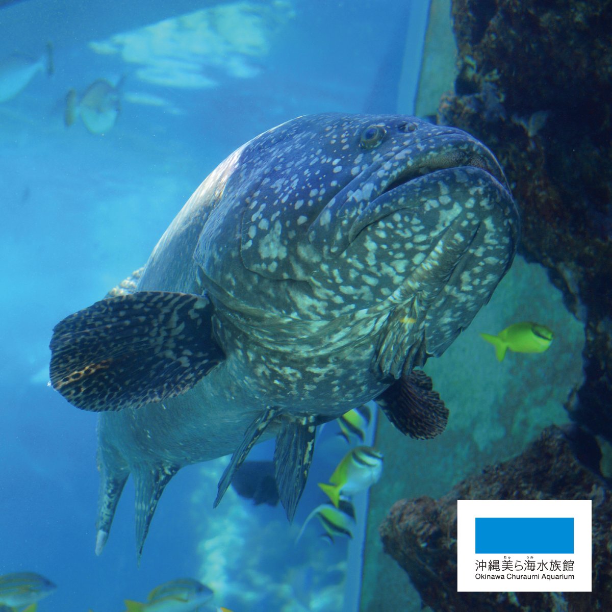 海洋博公園 沖縄美ら海水族館 巨大な魚 タマカイ 迫力がありますね 海洋博公園 Oceanexpopark 美ら海 水族館 Churaumiaquarium 沖縄 Okinawa 水族館 Aquarium オキちゃん劇場 タマカイ アーラミーバイ 巨大 迫力 大きい T Co